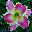 Spacecoast Porcupine Kisses Daylily